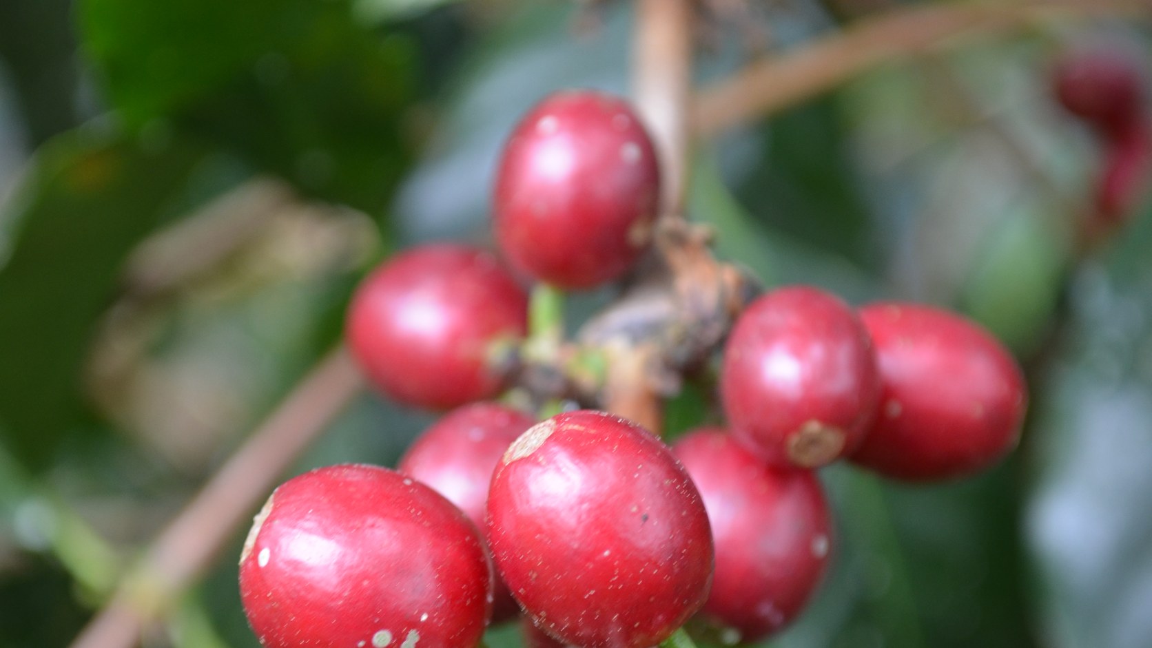 Café de especialidad de Momoto Café en Mérida, Yucatán